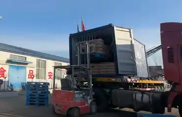 Công nghiệp khoai tây Qinhuangdao Tongyou vận chuyển 10 container tinh bột khoai lang xuất khẩu sang Hàn Quốc