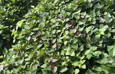 Làm thế nào để có nguồn bún khoai lang nguyên chất? Cơ sở canh tác riêng của Tongyou